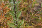 Soft goldenaster